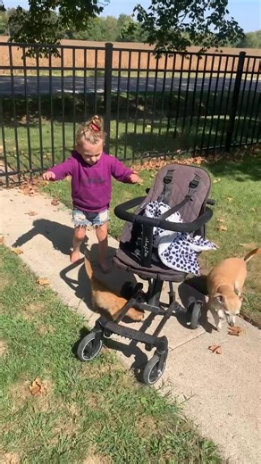 1.6K views · 28 reactions | Full circle moment! I remember pushing our barn cats around in strollers with my sister. I remember throwing fits like this too 來 | Chelsea Nicole | Facebook