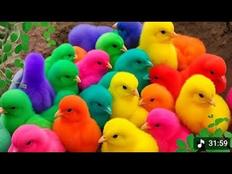 Cute Chickens, Colorful Chickens, Rainbow Chicken, Rabbits, Cute Cats, Ducks, Animals Cute