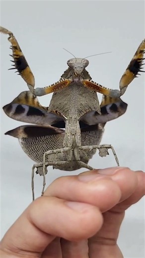 Real Life Alien Bug, Perfectly Coiled Snake & Tiny Walking Stick 😱🦂🐍 (Nature's Weirdest Creatures)