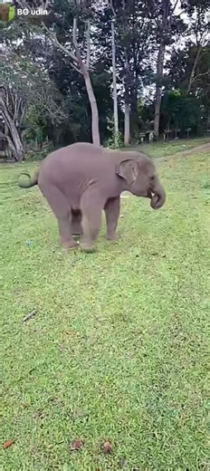 #gajah #fyp #gajahviral #gajahlucu #gajahcore