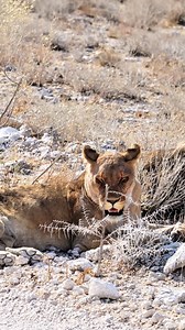 Chilling and minding their own business, Lions at Etosha National Park in Namibia. #namibia #etosha #lions #visitnamibia #travelnamibia #safari #wildlife #africanwildlife #travelafrica #explore #trending #wildlifephotography | Madbookings - Travel Experts in Africa & Asia