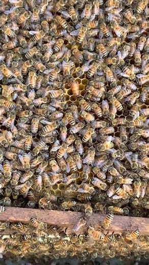 Queen Bee Laying Eggs 👑🐝 | Hive Check Moment #Shorts