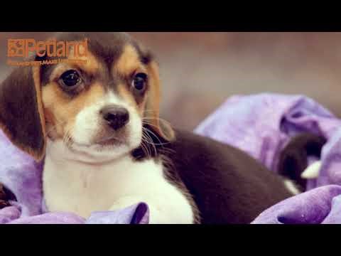 Paw Talk: Is the Beagle Right for You? | Petland Robinson PA