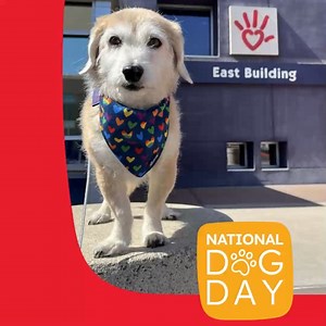 On #InternationalDogDay, we’re sending out a heartfelt thanks to all animal-assisted therapy (AAT) pets who are part of our therapeutically-based program. 🐶 From our volunteers to our full-time facility dogs, we appreciate all AAT pets serving patient families at Phoenix Children's. Here are just a few of these pawesome pets. Paws With A Cause ® Phoenix Children's Foundation Teammates for Kids PetSmart Charities #dogsofphxchildrens #nationaldogday | Phoenix Children's