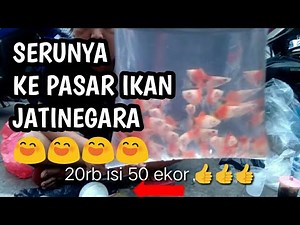 MVLOG - JALAN-JALAN KE PASAR IKAN JATINEGARA