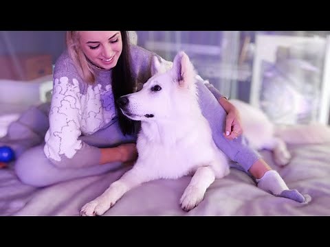 Gibi ASMR | vibing with my dog (all about my Swiss Shepherd!)