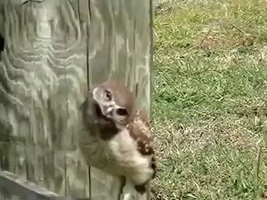 A very curious Burrowing Owl. Be sure to check out the original video on YouTube and more of these cuties here: https://www.youtube.com/user/heykayde | Joy of Animals