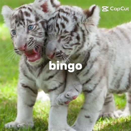 my favorite animal♡♡♡♡