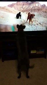 3.4K views · 162 reactions | Love to see our viewers interact and enjoy their channel | DOGTV | Facebook