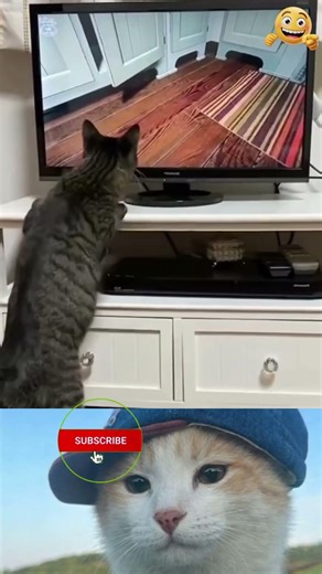 Cats Watching Videos Like Humans 😂🐱 | Funny Reactions #viral #shorts