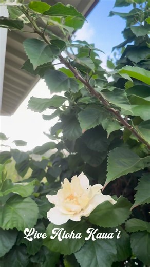 Rare white blossom on a red hibiscus plant 🌺🌹I LOVE FLOWERS🌹 #StillTheGirlWhoSmilesTakingPicutresOfFlowers #AngeleisPhotography #fblifestyle #LivingInAPostcard #AlohaEachOther #kauai #LiveAlohaKauai #bucketlist #iphonePhotography #hawaii #Aloha #PhotoOfTheDay #HawaiiPhotography #Angelei #TheGardenIsland #kauailove #kauaiaswhy #kauaistyle #kauaiphoto #KauaiPhotographer #kauaiadventures #alohakauai #selenagomez #jasonmomoa #therock #kauaiphotography #kauailandscapes #happy #explore #love | LIVE