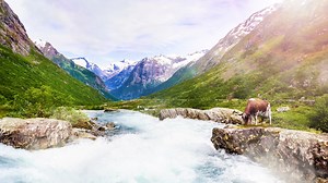 Get started with Norwegian Red