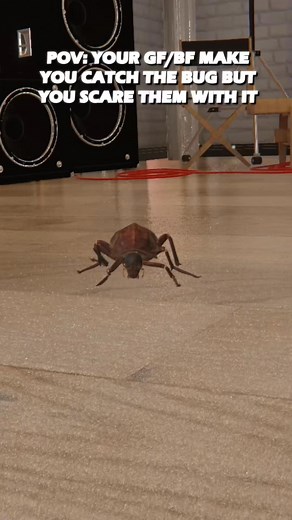 Gotta pull the Classic prank on them 🪳 #vrchat #anime #cute #comedy #cockroach #prank #relatable #relationship #fyp #foryou #xyzbca #kokonatsu | K0konatsu