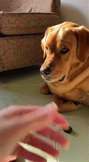 Busted! The Guilty Labrador