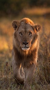 Lion are cool. Lions in slow motion are even cooler.⁣⁣ ⁣⁣⁣⁣ 🎥: #BloodRiverCrossing⁣⁣⁣⁣ ⁣⁣ Join us for #WildAfrica, every weekend from 6pm on Earth Touch TV. | Earth Touch TV