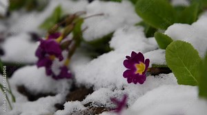 Close-up side view of beautiful purple primula flowers covered with fresh white snow on flowerbed in spring city. Soft focus. Real time. Beauty in nature. Weather anomaly and climate change theme. Stock Video