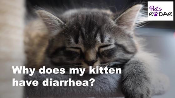What Should I Do If My Kitten Has Diarrhea?