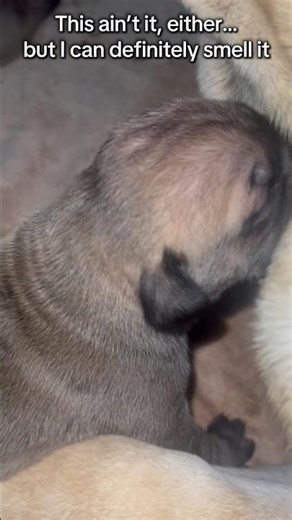 Puppy’s Mission To Find The Milk Source🍼😅#shorts