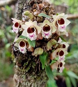 A Miniature Species Orchid/ Dendrobium Hekouense / Blooming Size Mounted Plant - Etsy