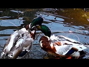 Duck fight eendengevecht Enten zu kämpfen combat de canards