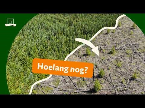 How can we save our forests?