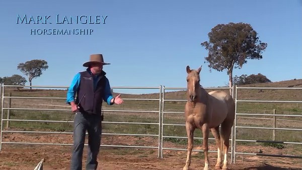 Mechanical responses in horses - it's very common. This is when a horse anticipates pressure and seeks a release from that pressure. But it's not a very thoughtful response and the horse is not neccessarily following a feel. | Mark Langley Horsemanship