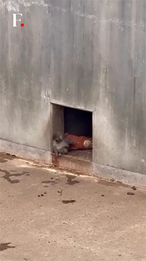 #FirstpostNews: Abandoned at birth and raised by humans in his early months, Punch was later transferred to a zoo to live with other macaques — but the adjustment proved difficult. Struggling to find his place within the troop, he instead bonded with an unlikely companion: a plush orangutan toy given to him by a zookeeper. | Firstpost