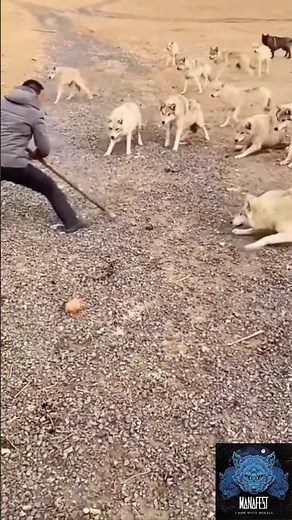 In a FIGHT With Wolves 🐺