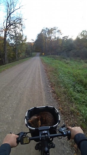 Exploring the Giant Puffball Mushroom with Wilson