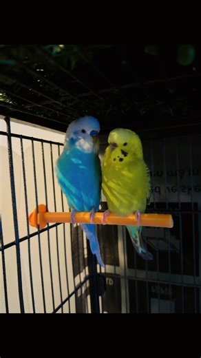Budgies Love Talking: A Guide to Their Charming Voices