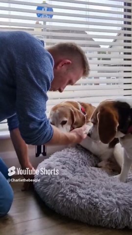 The Secret to Saying Goodbye to Your Dog (and Why It's So Hard)