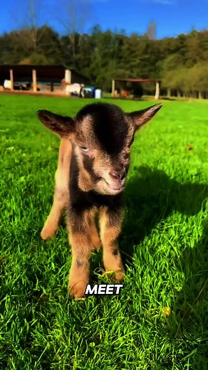 Meet Einstein: The Smallest Horse on Earth