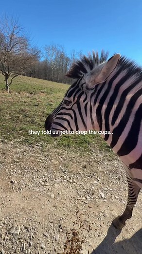 Discover Fascinating Zebras on Safari
