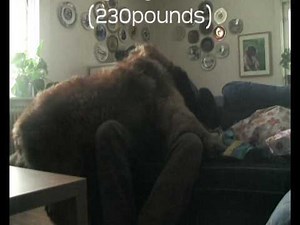 Hercules, one of the worlds biggest dogs 1million views anneversary!