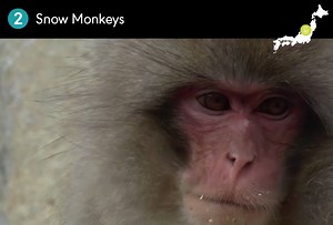 1K views · 50 reactions | Plan your trip to Japan with our new When To Travel guide: https://www.insideasiatours.com/when-to-travel/ Here are our top things to do in winter... | InsideJapan Tours | Facebook