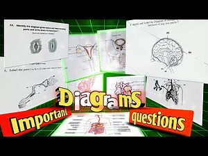 Most important diagrams class 10 biology | Diagram based questions in biology class 10th