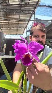 Características sobre Cattleya Warneri Rubra #orquidias #dicasdeorquídeas #cultivodeorquídeas