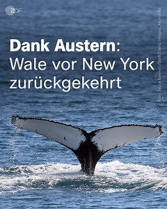 Austern sind nicht nur fester Bestandteil der Speisekarten von Gourmet-Restaurants, sie halten auch die Umwelt sauber. Bis zu 200 Liter Wasser reinigt eine Auster pro Tag. Vor New York haben sie sogar dafür gesorgt, dass die Wale zurückkehren. | ZDF heute