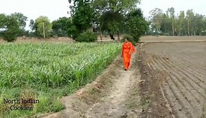 90 reactions · 25 comments | Punjab de khet | North-Indian Cooking | Facebook