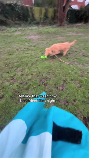 Understanding the 6ft Fence and Its Impact on Dogs