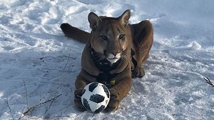 Messi, el puma domesticado que es furor en las redes