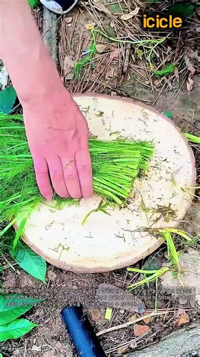 신선한 펜넬 수확과 다듬기 기술