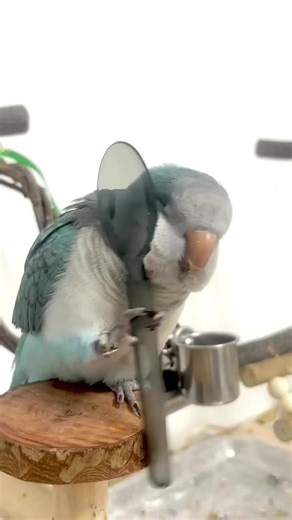 El loro azul: robando el espectáculo del 'Rey de Aves'