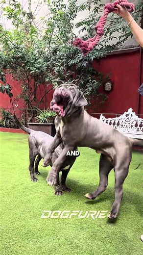 This giant dog hides a gentle heart… 🥹‎#neapolitanmastiff #giantdog #guarddog #dogbreed #doglove