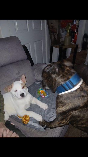 Amy Bowling on Reels