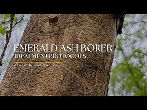 Emerald Ash Borer: Treatment Protocols