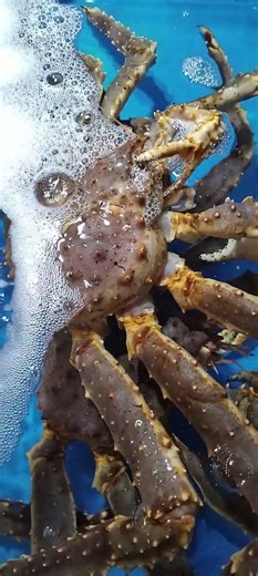 King Crab #oceananimals #crab #animals