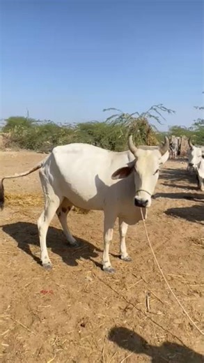 big Bull sounds 🤣 fighting style 😂#shorts