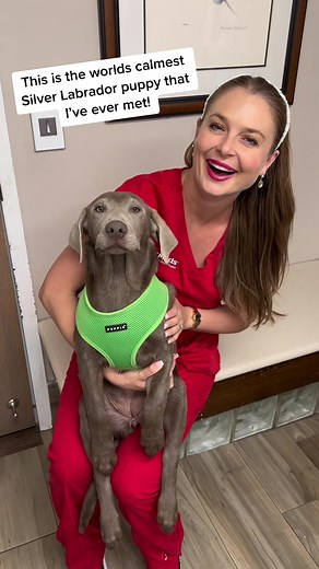 Calmest Silver Labrador Puppy Ever Met - Ideal with Kids!