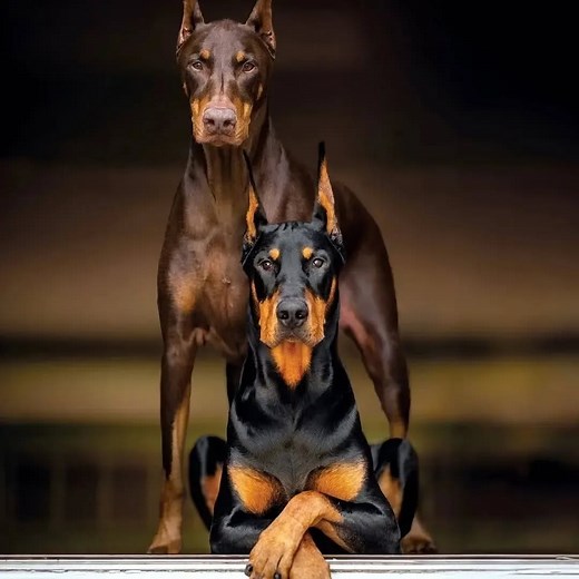 معلومات بسيطة على بعض أنواع و سلالات مختلفة من الكلاب 🔥😍 | Channel For Dogs